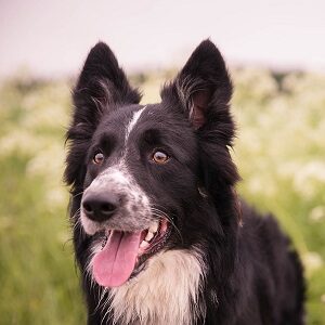 Tierarztpraxis Corina Morasch Innernzell - Grafenau - Schönberg - Kirchberg - Schöfweg - Lalling - Grattersdorf - Regen - Eppenschlag - Kontakt - Border Collie