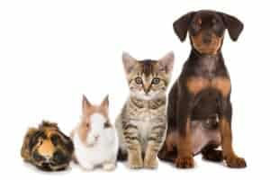 Tierarztpraxis Corina Morasch Innernzell - Grafenau - Schönberg - Kirchberg - Schöfweg - Lalling - Grattersdorf - Regen - Eppenschlag - Kontakt - Hamster - Hase - Katze - Hund