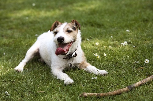 Tierarztpraxis Corina Morasch Innernzell - Grafenau - Schönberg - Kirchberg - Schöfweg - Lalling - Grattersdorf - Regen - Eppenschlag - Kontakt - Jack Russel