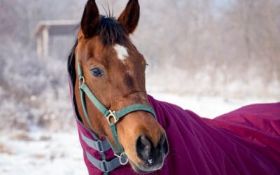 10 Tipps zur Auswahl der richtigen Pferdedecke