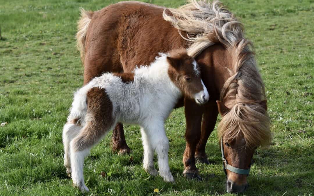 Empfohlene Impfungen bei Pferden