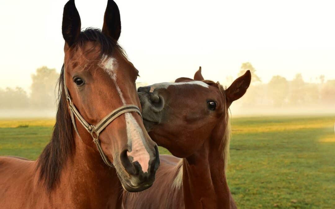 10 Tipps um Koliken bei Pferden zu vermeiden
